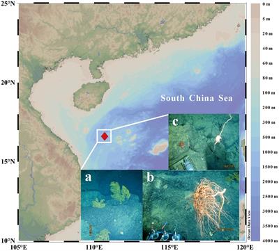 Bulk and amino acid isotope evidence of supplementary food sources besides euphotic production for a deep-sea coral community in the South China Sea